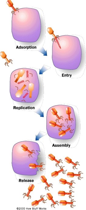 Bilgisayar Virüsleri